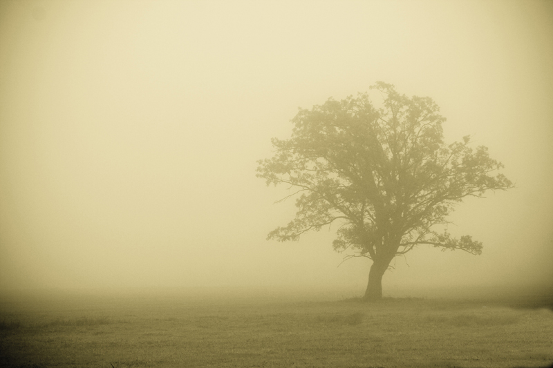 درخت و مه و غبار و... عناصری که حضورشان در یک فیلم فوراً به «شاعرانگی» تعبیر می شود