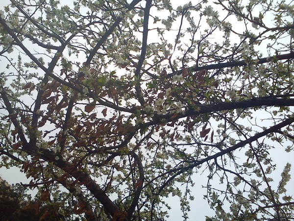 بهاریه: شلوغی آن خیابان آفتابی