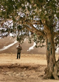 واکنش میراث فرهنگی به ثبت ملی درخت عباس کیارستمی