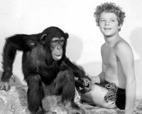 شامپانزه تارزان در سن ۸۰ سالگی درگذشت